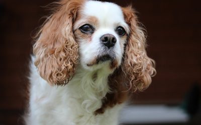 Cavalier King Charles Spaniel – den helt rette familiehund