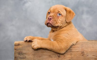 Dogue De Bordeaux – Den blide kæmpe