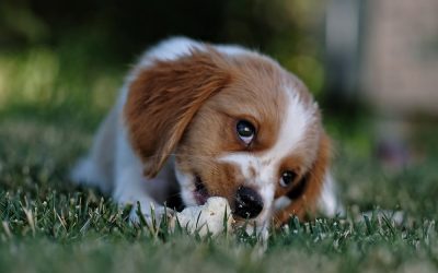 Sådan laver du en sikker køkkenhave for din hund