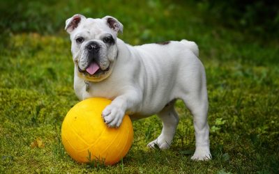 Mød den rolige engelske bulldog